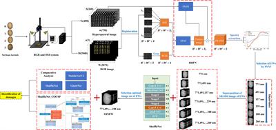 Fusion of hyperspectral imaging (HSI) and RGB for identification of soybean kernel damages using ShuffleNet with convolutional optimization and cross stage partial architecture